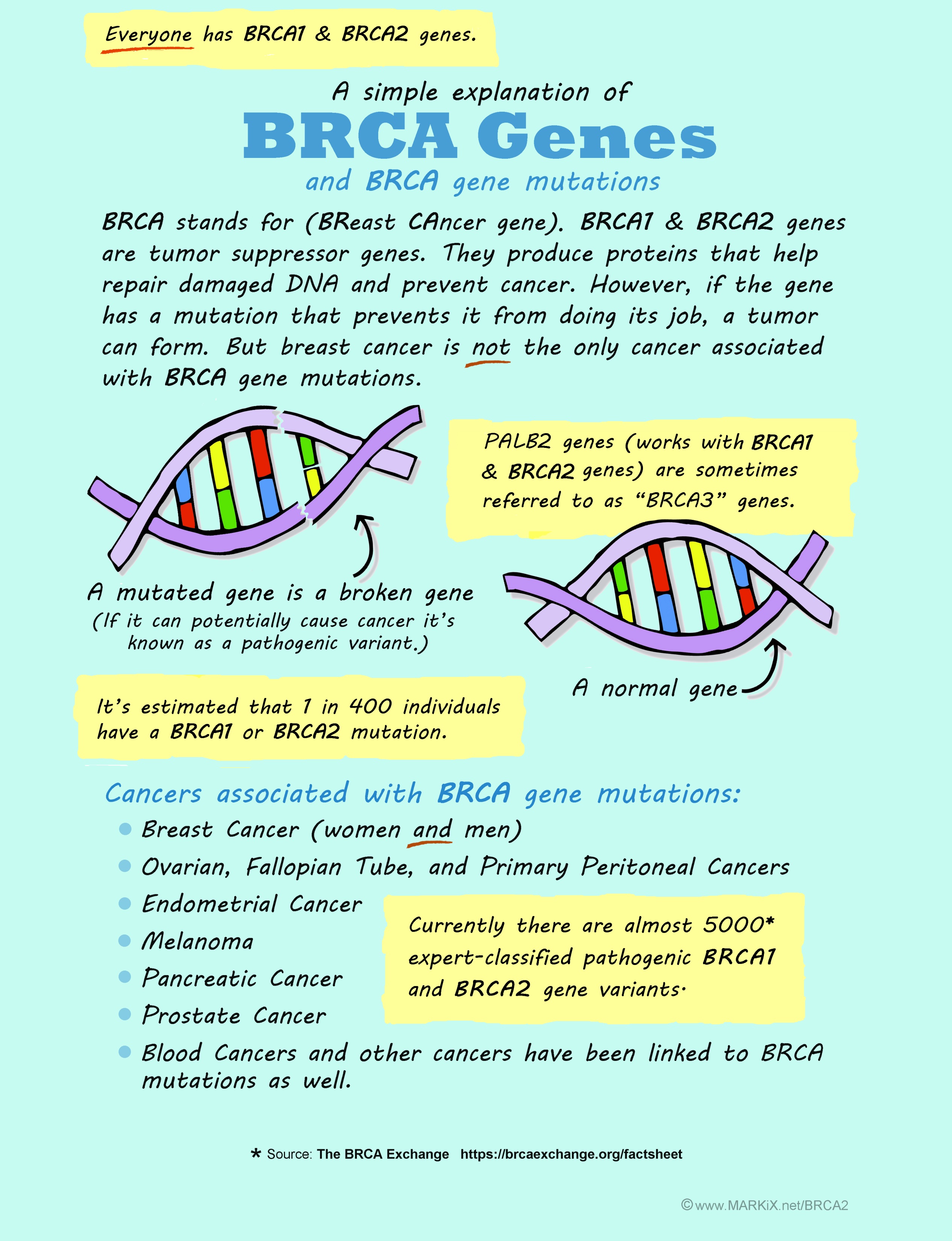 BRCA1 And BRCA2 Mutations