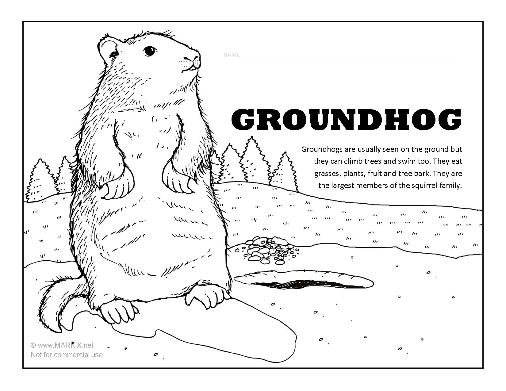 Best Groundhog Coloring Pictures Free Download And Printable COLORING PAGES FOR KIDS FREE